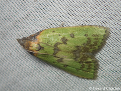 Doloessa viridis