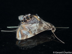 Nymphicula