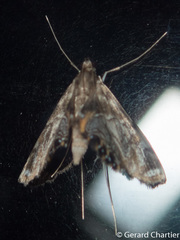 Nymphicula