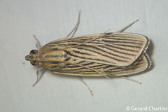 Tyspanodes linealis