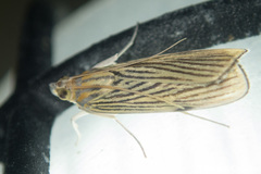 Tyspanodes linealis