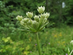 Silphiodaucus prutenicus