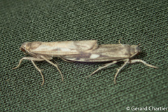 Chrysoscota cotriangulata