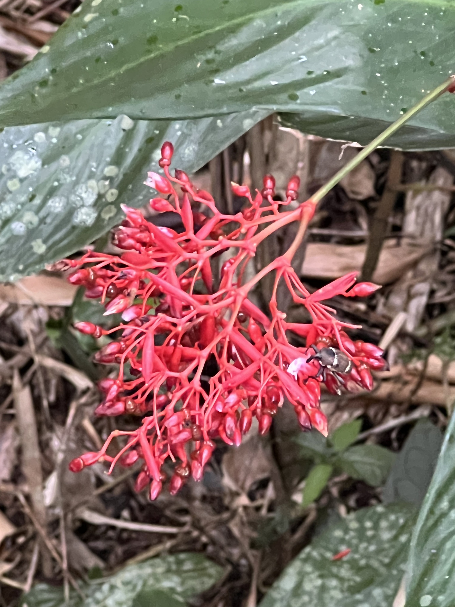 Imagem de Calateia Triostar