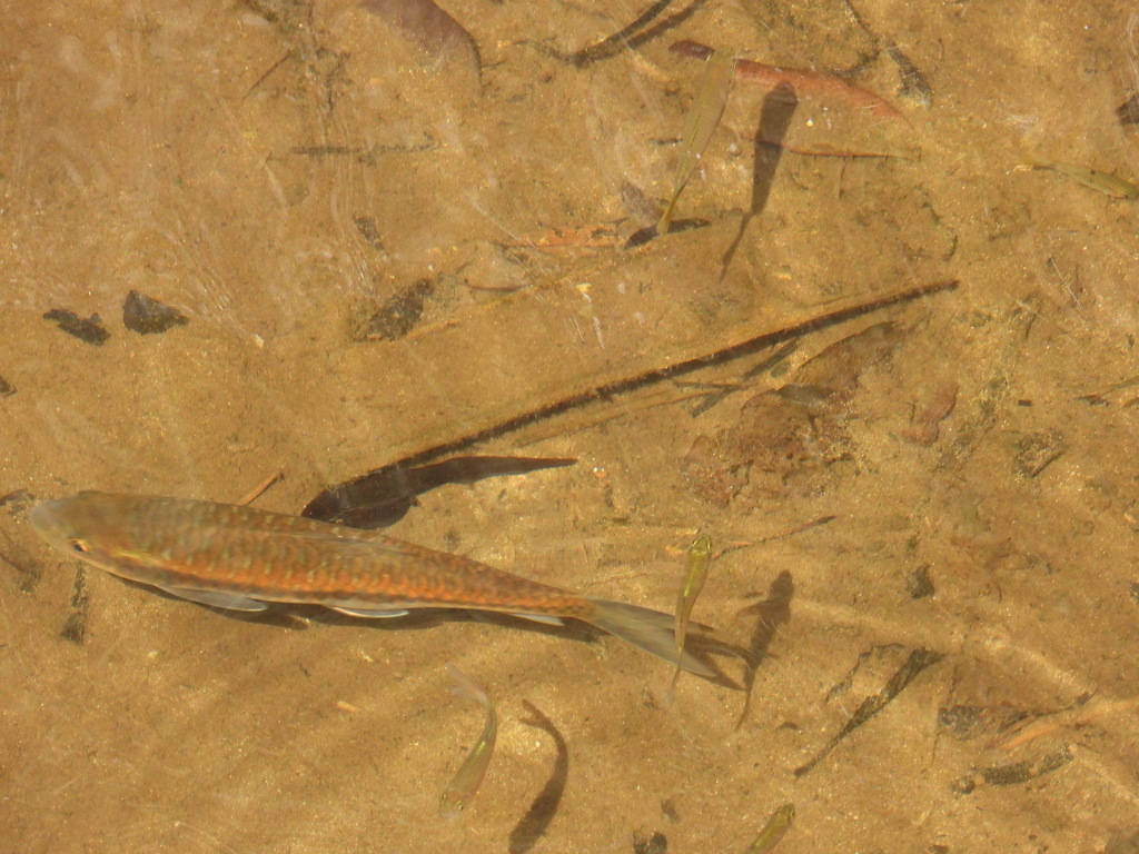 Blue mahseer (Neolissochilus stracheyi) — Cyprinidae