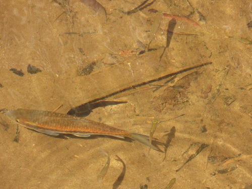 Blue mahseer (Neolissochilus stracheyi) — Cyprinidae