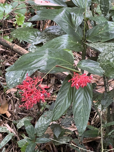 Foto de Calateia Triostar