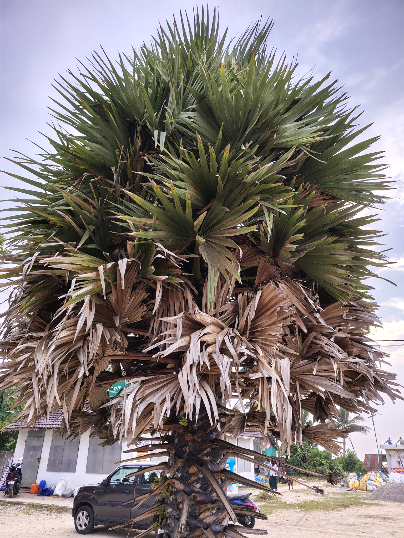 Imagem de Palmeira-talipot