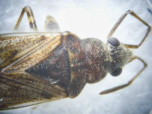 Remaudiereana annulipes