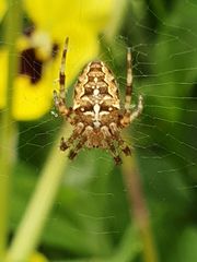 Araneus diadematus