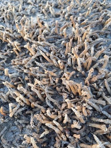 Sand Mason Worm, Vlieland, Nederland, photo 10 of 10
