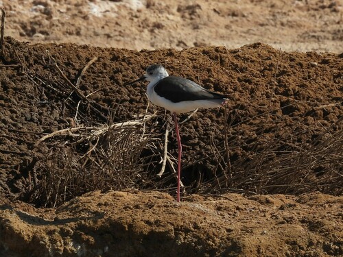 Black-winged Stilt