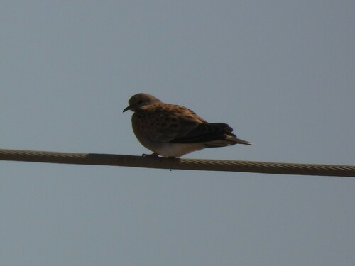 European Turtle-Dove