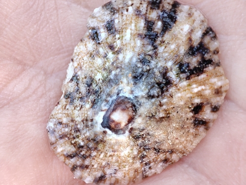 Rayed Limpet