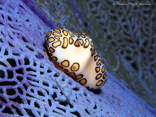 Photo of Flamingo Tongue (Cyphoma gibbosum)
