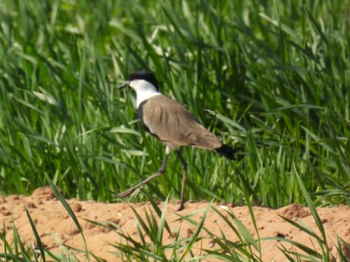 Spur-winged Lapwing