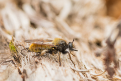 Laphria flava