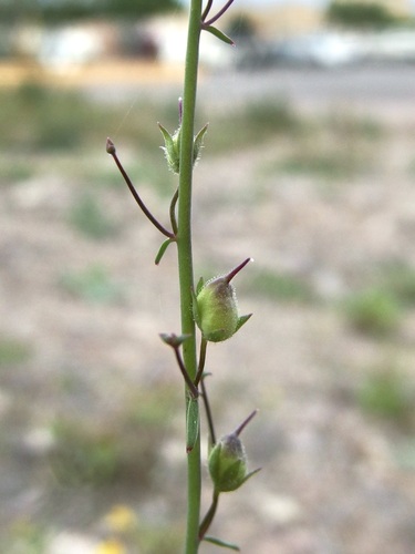 Image of Sairocarpus watsonii by (c) Sue Carnahan, some rights reserved (CC BY)