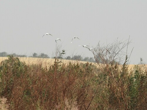 Western Cattle-Egret