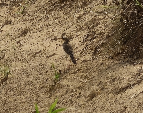 Long-legged Pipit