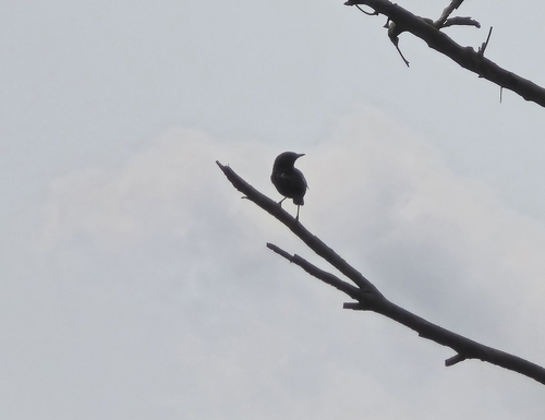 Sooty Chat
