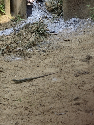 Black-lined Plated Lizard