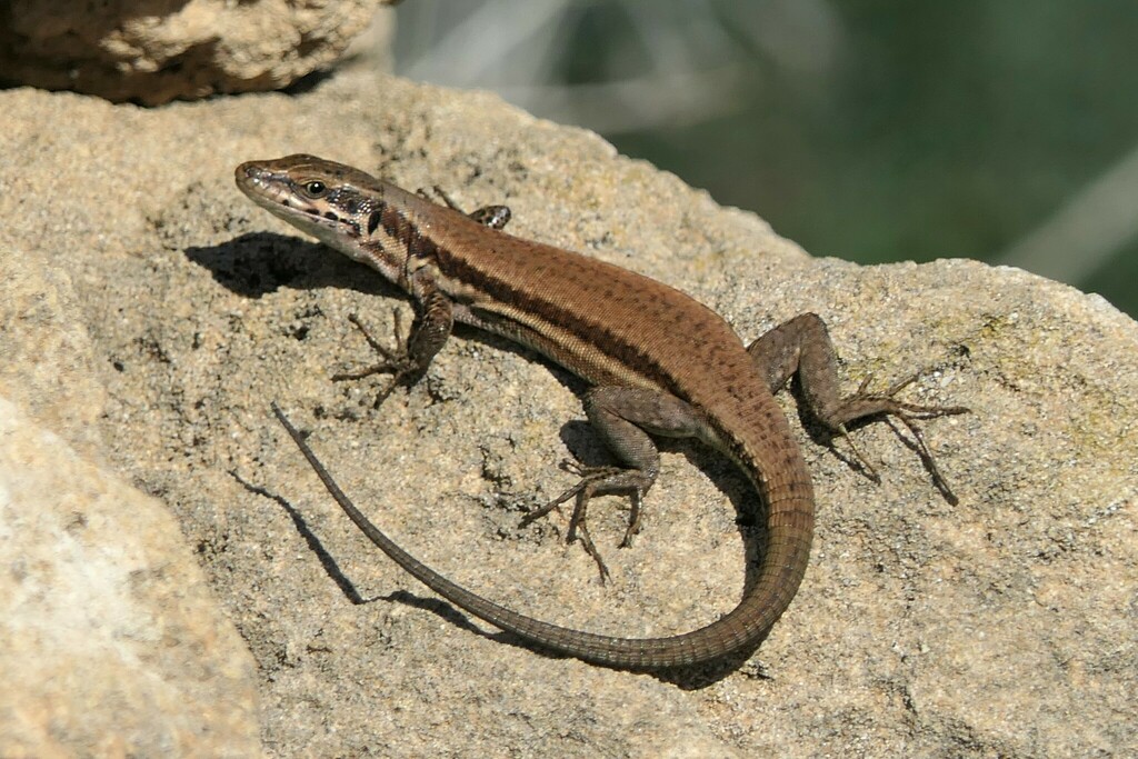 Troodos Wall Lizard