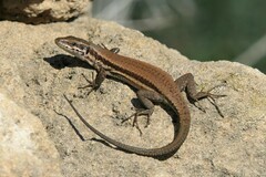 Troodos Wall Lizard photo 1