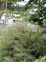 Passer domesticus