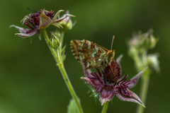 Boloria aquilonaris