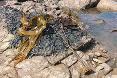 Laminaria hyperborea