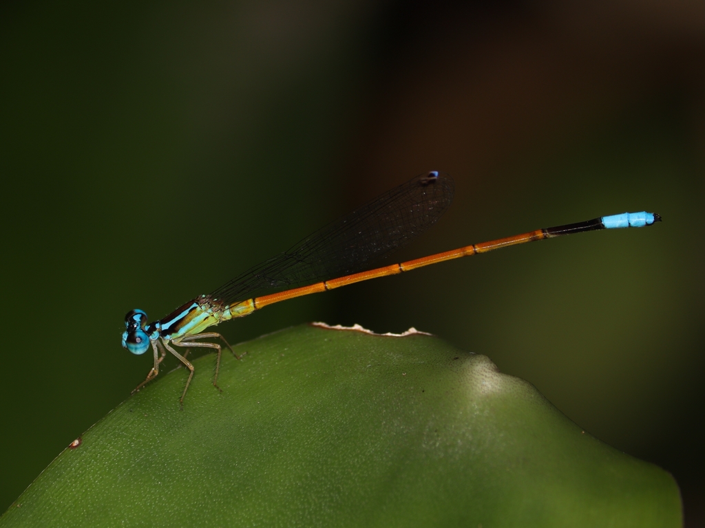 Leptagrion cyanostigma