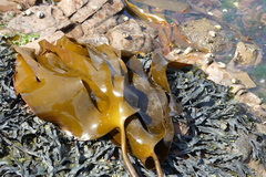 Laminaria hyperborea