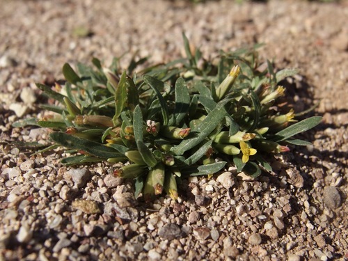 Image of Pectis cylindrica by (c) Sue Carnahan, some rights reserved (CC BY)
