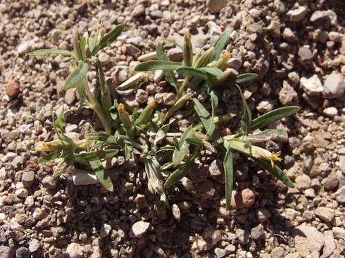 Image of Pectis cylindrica by (c) Sue Carnahan, some rights reserved (CC BY)
