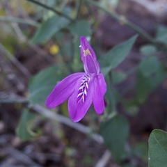 Justicia sonorae, photograph (c) Sue Carnahan, some rights reserved (CC BY)
