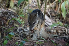 Malagasy Civet photo 1
