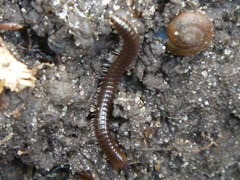 Cylindroiulus caeruleocinctus