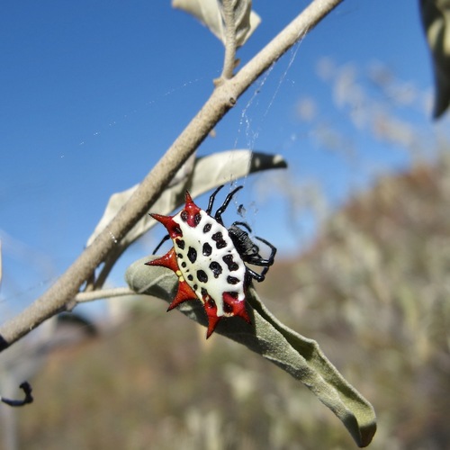 Spinybacked orbweaver