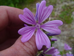Malva sylvestris