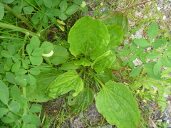 Plantago major