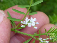 Vicia hirsuta