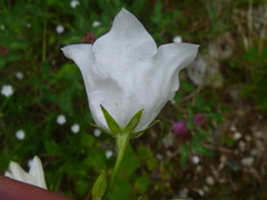 Campanula persicifolia
