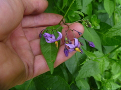 Solanum dulcamara