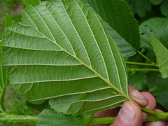 Alnus glutinosa