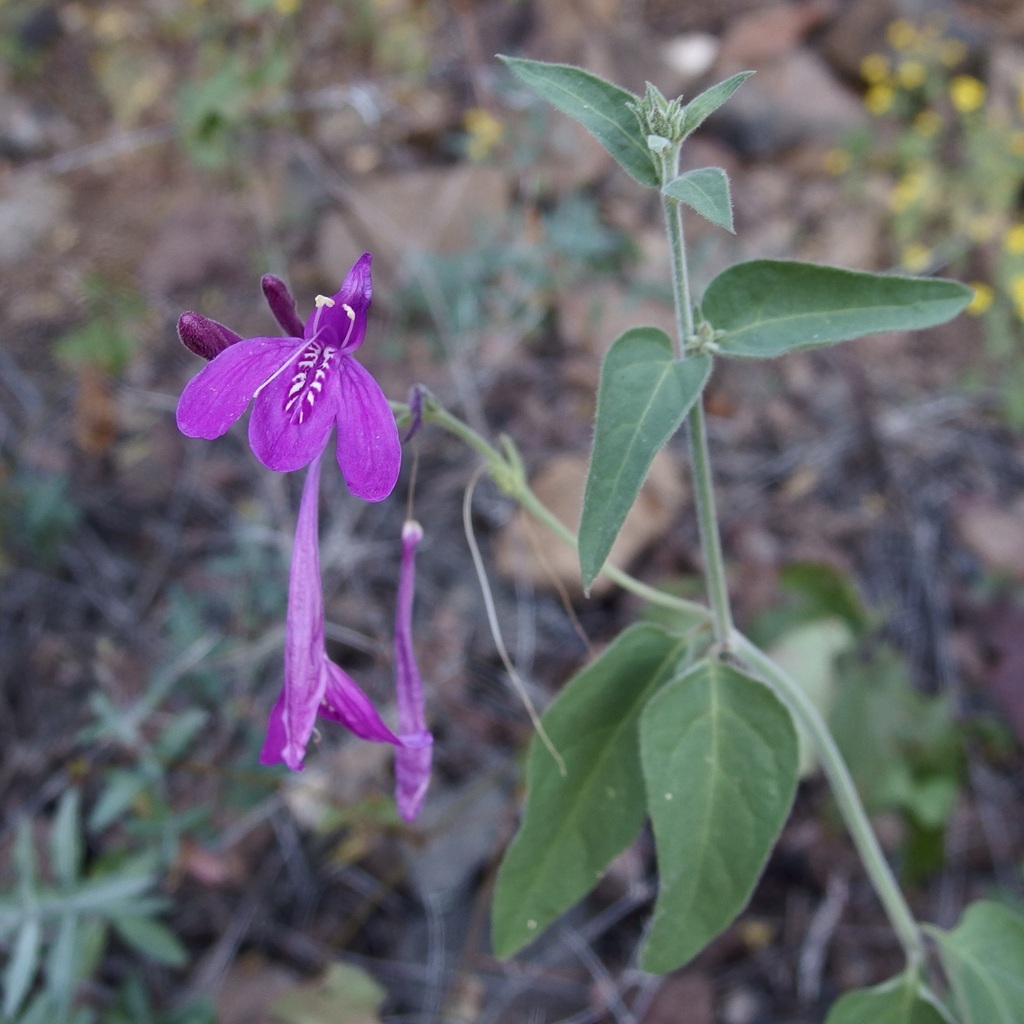 Justicia sonorae; photograph (c) Sue Carnahan, some rights reserved (CC BY)