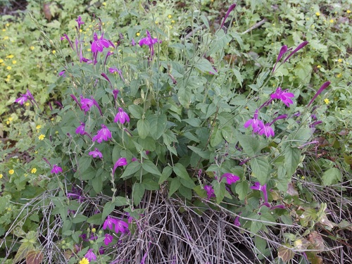Justicia sonorae, photograph 3