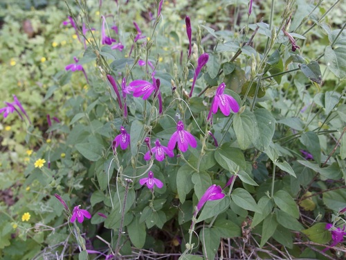Justicia sonorae, photograph 4