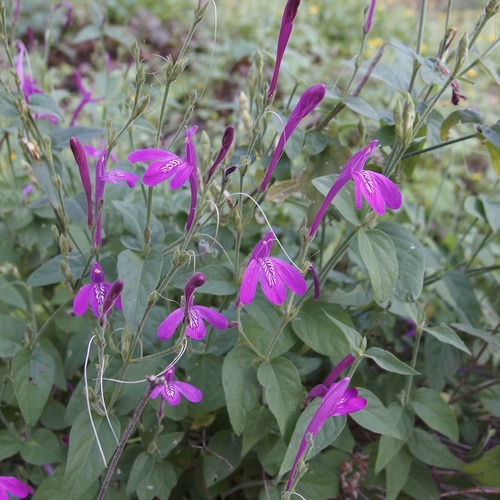 Justicia sonorae, photograph 2