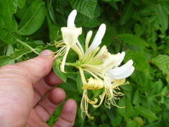 Lonicera periclymenum